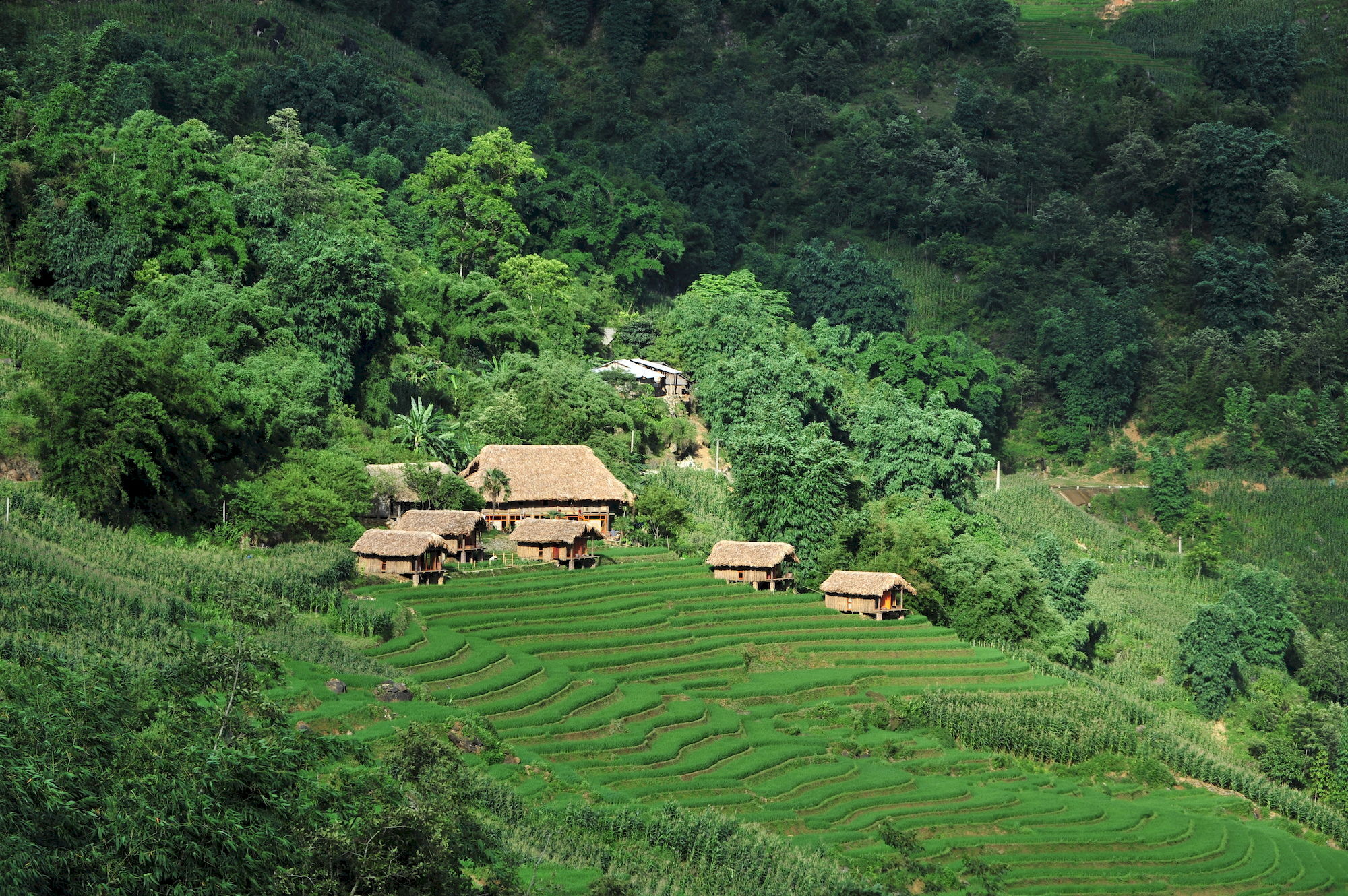 Eco Palms House - Sapa Retreat Hotel Eksteriør billede